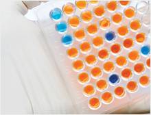 Imagem de reagentes Elisa com amostras de cor azul e laranja em bandeja com pequenos círculos.